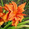 Лилейник гибридный Apricot beauty