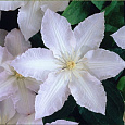 Клематис крупноцветковый Глэдис Пикард