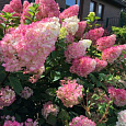 Гортензия метельчатая Пинк энд Роуз