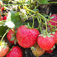 Земляника (Клубника) садовая Королева Елизавета II