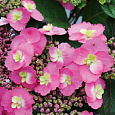 Гортензия пильчатая COTTON CANDY