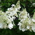 Гортензия метельчатая Вайт Леди Гортензия метельчатая Вайт Леди