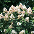 Гортензия метельчатая Amarine