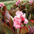 Канна коричневолистная Пинк Фьютюрити
