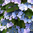 Гортензия крупнолистовая Блю Вейв Гортензия крупнолистовая Блю Вейв