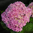 Гортензия крупнолистовая Перфекшен Гортензия крупнолистовая Перфекшен