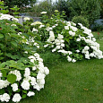 Гортензия метельчатая Прим Вайт Гортензия метельчатая Прим Вайт