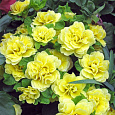 Примула махровая Розелла Еллоу