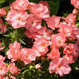 Флокс друммонда Промис персиковый
