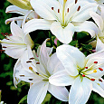 Лилия азиатская Навона