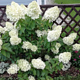 Гортензия метельчатая Шуга Раш Гортензия метельчатая Шуга Раш