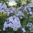 Флокс Метельчатый Флидеренциан Флокс Метельчатый Флидеренциан