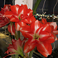Амариллис гибридный Exotic Peacock