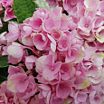 Гортензия крупнолистная Endless Summer The Original Pink Гортензия крупнолистная Endless Summer The Original Pink