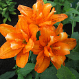 Лилия Orange Twins