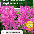 Астильба японская Rhythm and Blues