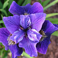 Ирис сибирский Дабл Стандарт