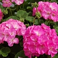 Пеларгония зональная Апаче Пинк Биколор