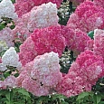 Гортензия метельчатая Ваниль Фрайз Гортензия метельчатая Ваниль Фрайз