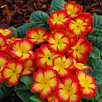Примула Пионер Ред флейм