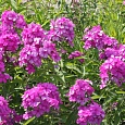 Флокс Метельчатый Иван Сусанин Флокс Метельчатый Иван Сусанин