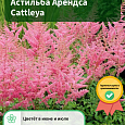 Астильба Арендса Cattleya