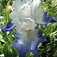 Ирис германский Alizes