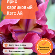 Ирис карликовый Кэтс Ай