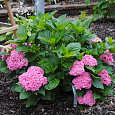 Гортензия крупнолистовая Перфекшен Гортензия крупнолистовая Перфекшен