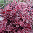 Гейхера Red Sea