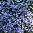 Лобелия Голубой бриз