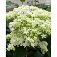 Гортензия древовидная Дабл Анабель (Хайес Старберст)