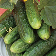 Огурец  Легенда F1
