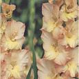 Гладиолус крупноцветковый Пинк Соледо