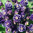 Аквилегия обыкновенная Винки Блу-Вайт Аквилегия обыкновенная Винки Блу-Вайт