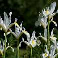 Ирис White excelsior