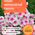 Флокс метельчатый Европа Флокс метельчатый Европа