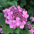 Гортензия крупнолистовая Твист энд Шаут Гортензия крупнолистовая Твист энд Шаут