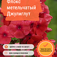 Флокс метельчатый Джулиглут Флокс метельчатый Джулиглут