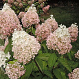Гортензия метельчатая Мэджикал Свит Саммэ
