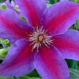Клематис крупноцветковый Файрвокс