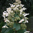 Гортензия метельчатая White Goliath Гортензия метельчатая White Goliath