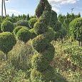 Туя западная Смарагд (спираль)