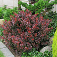 Барбарис Тунберга Атропурпуреа Нана