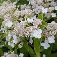 Гортензия метельчатая Прим Вайт Гортензия метельчатая Прим Вайт