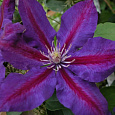Клематис (Ломонос) гибридный Wildfire