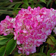Гортензия метельчатая Сандей Фрайз