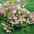 Гортензия метельчатая Конфетти Гортензия метельчатая Конфетти
