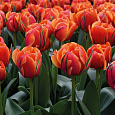 Тюльпан махровый поздний Квинсдей