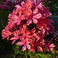 Флокс метельчатый Клеопатра Флокс метельчатый Клеопатра